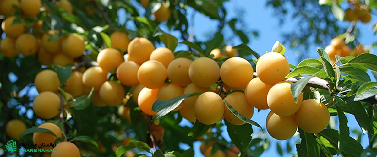 احداث باغ آلو