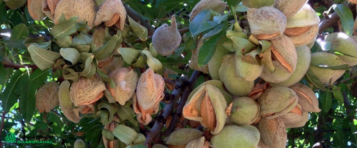 راهنمای انتخاب و کاشت بهترین نوع نهال بادام