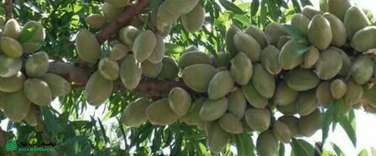 بهترین روش رشد نهال بادام شاهرودی