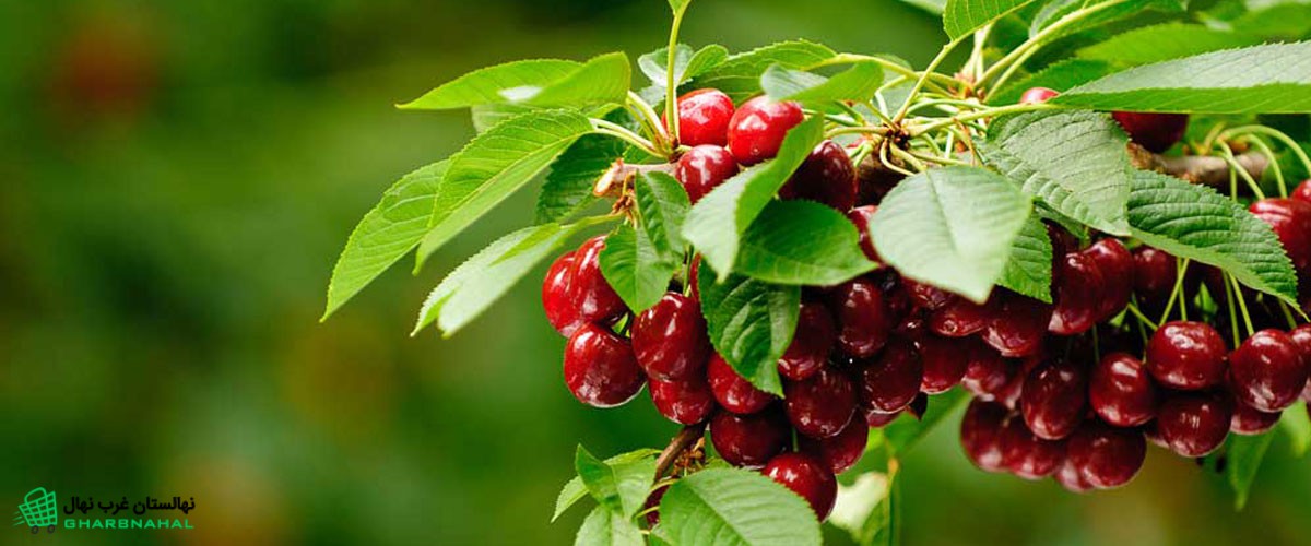 مراحل کاشت نهال گیلاس