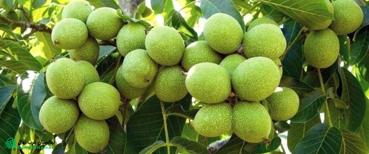 نهال گردو بخریم یا نهال بادام؟