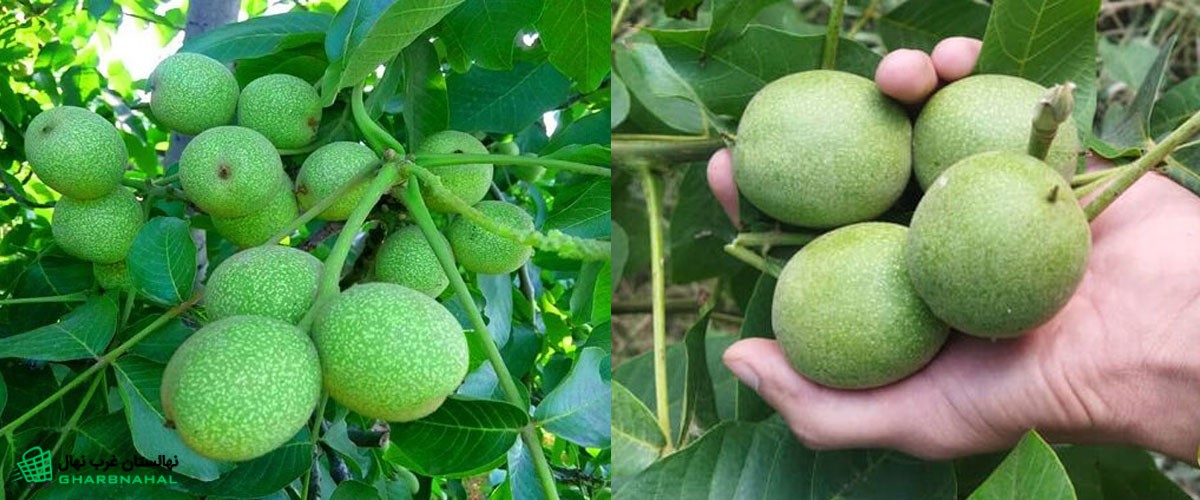 🌦 مقایسه کاشت نهال گردو یا سایر خشکبار ها از نظر ریسک اقلیمی