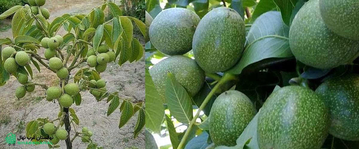 ترساندن درخت گردو: ( و تاثیر آن بر پربار شدن درخت گردو)