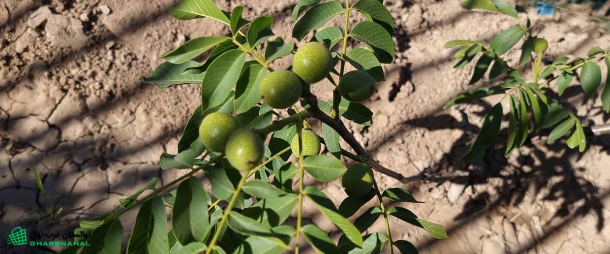 آموزش کاشت گردو پیوندی