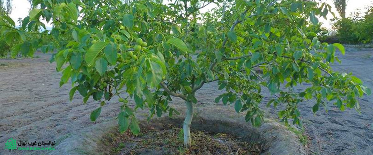 آموزش کاشت گردو پیوندی