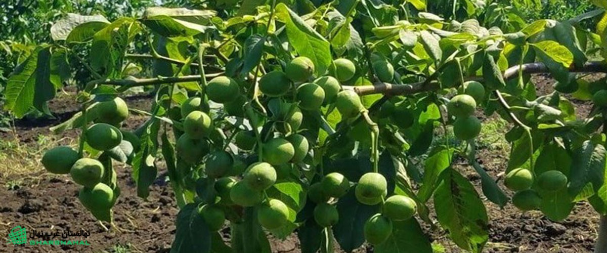 آموزش کاشت گردو پیوندی
