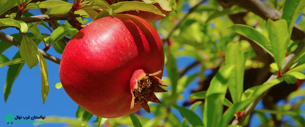 کود دهی درخت انار