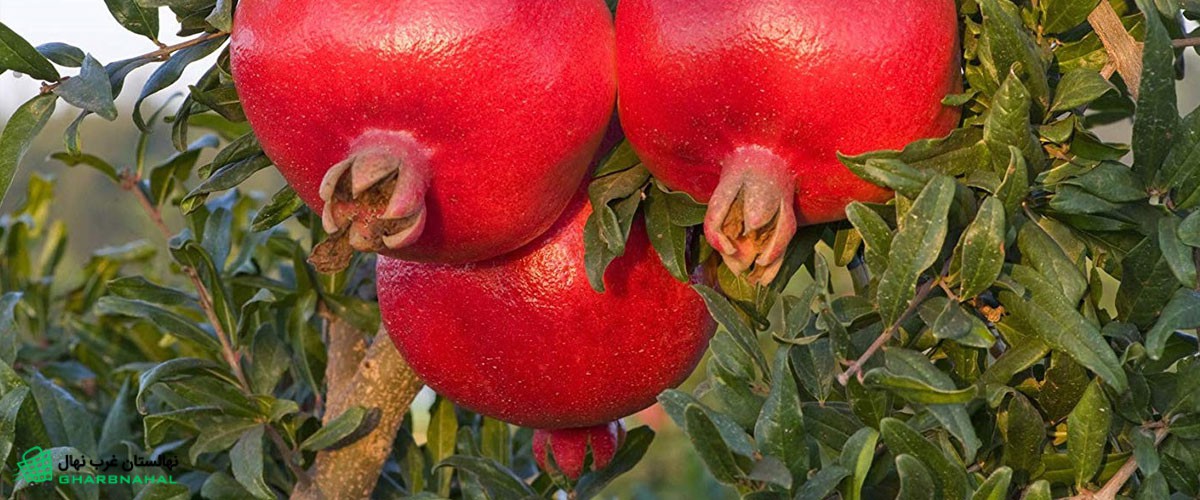 کود دهی درخت انار