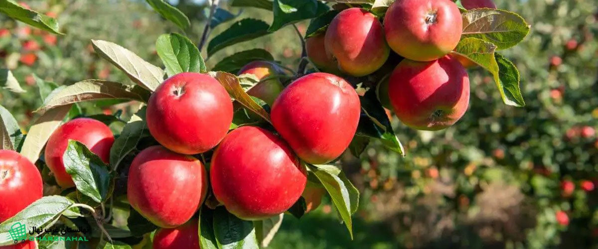 مقایسه باردهی سیب پیوندی با سیب بذری