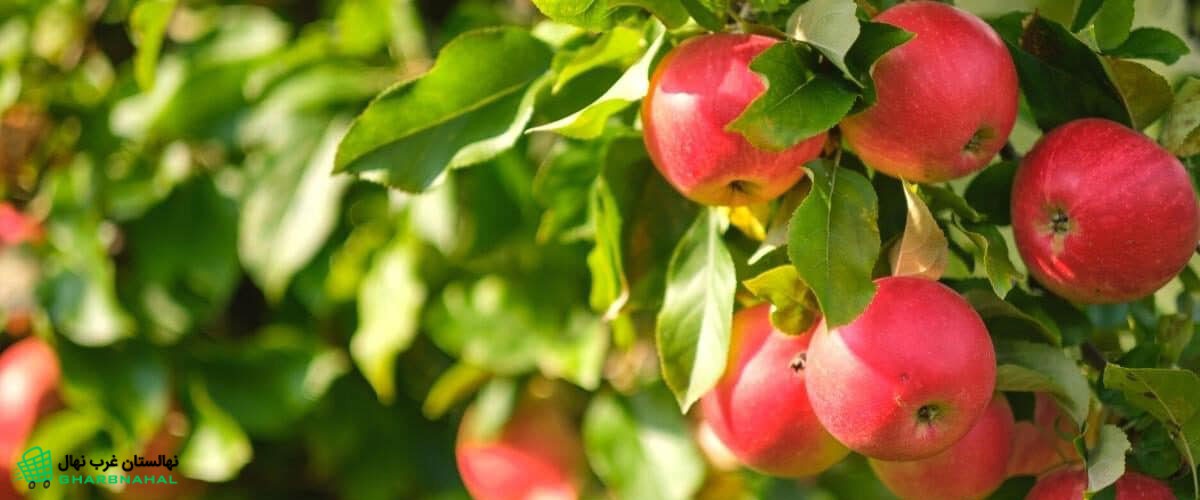 مقایسه باردهی سیب پیوندی با سیب بذری