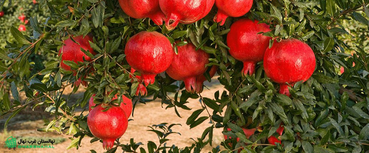 اقدامات لازم برای احداث باغ انار