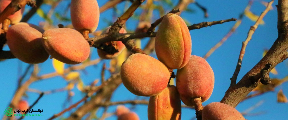 طول عمر ارقام نهال بادام