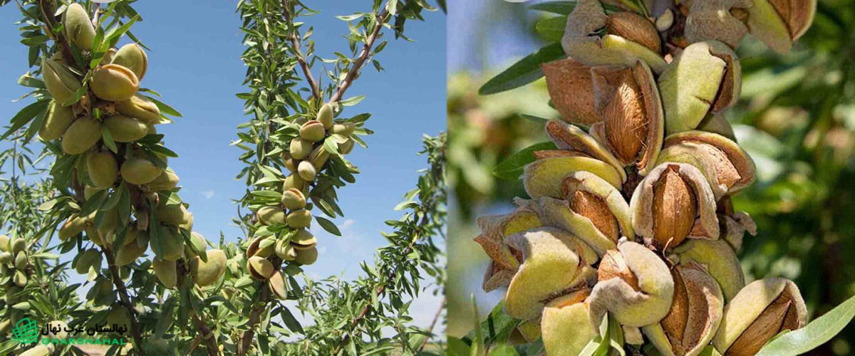 نهال بادام خودبارور یعنی باردهی تضمینی حتی بدون درخت نر