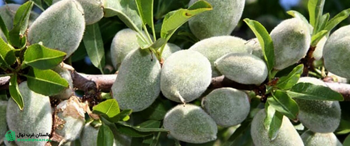 طول عمر ارقام نهال بادام