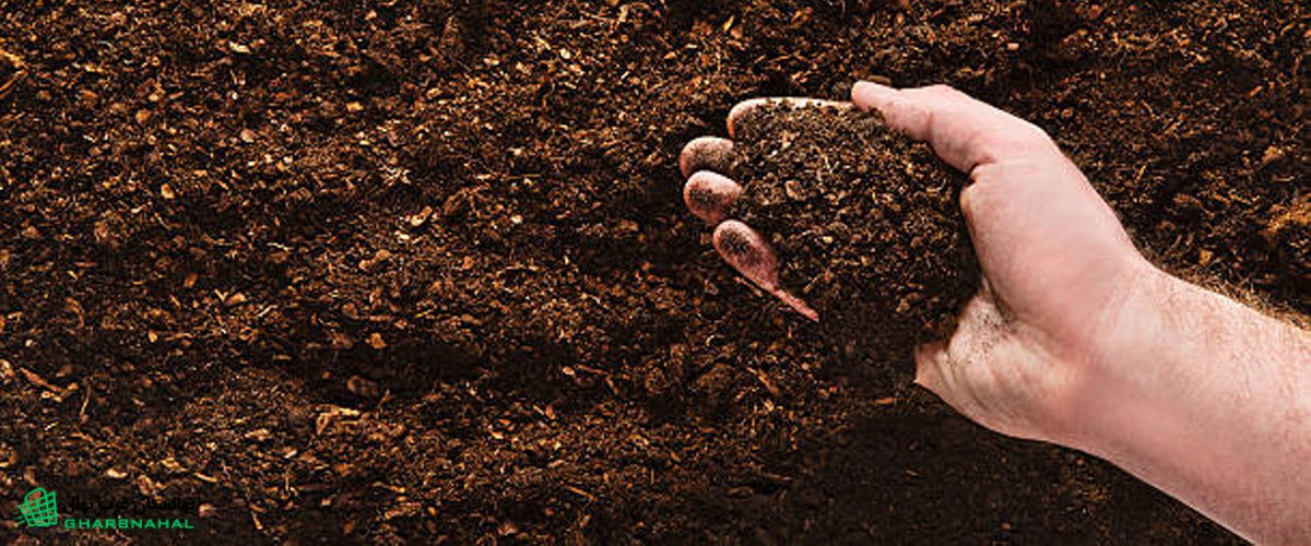 خاک مناسب برای کاشت گردو