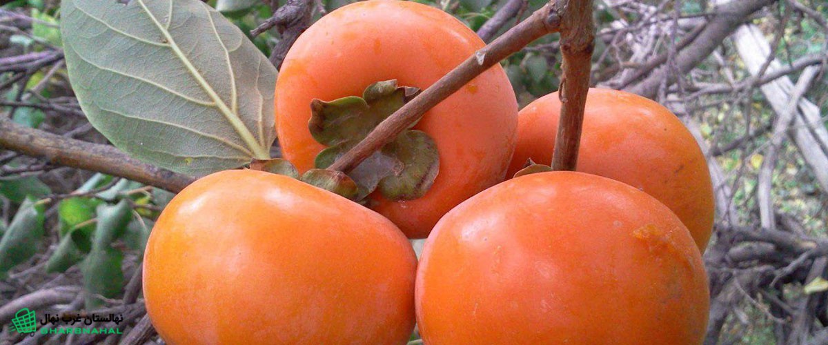 کاشت نهال خرمالو