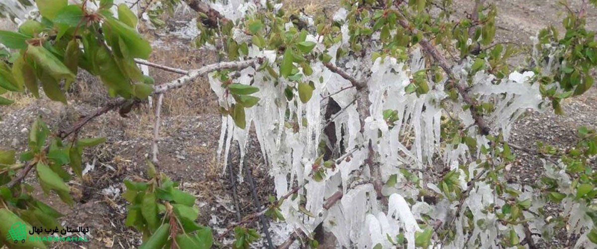 مبارزه با سرمازدگی درختان گردو