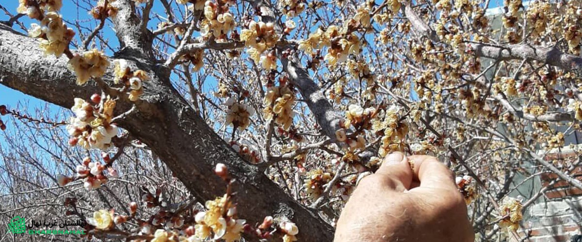 مبارزه با سرمازدگی درختان گردو