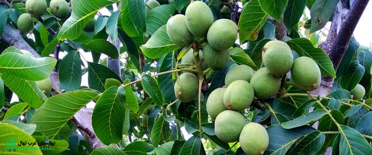 آشنایی کامل با نهال گردو فرنور