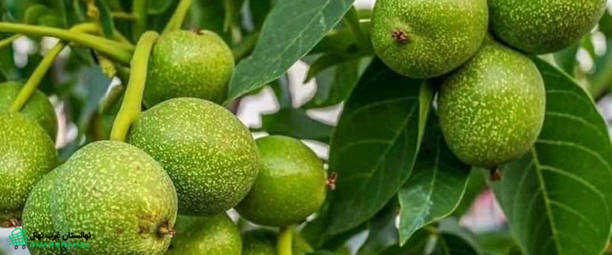 کاشت نهال گردوی🍀 غرب نهال؛ راهی مطمئن و هموار برای رسیدن به درآمد میلیاردی💰