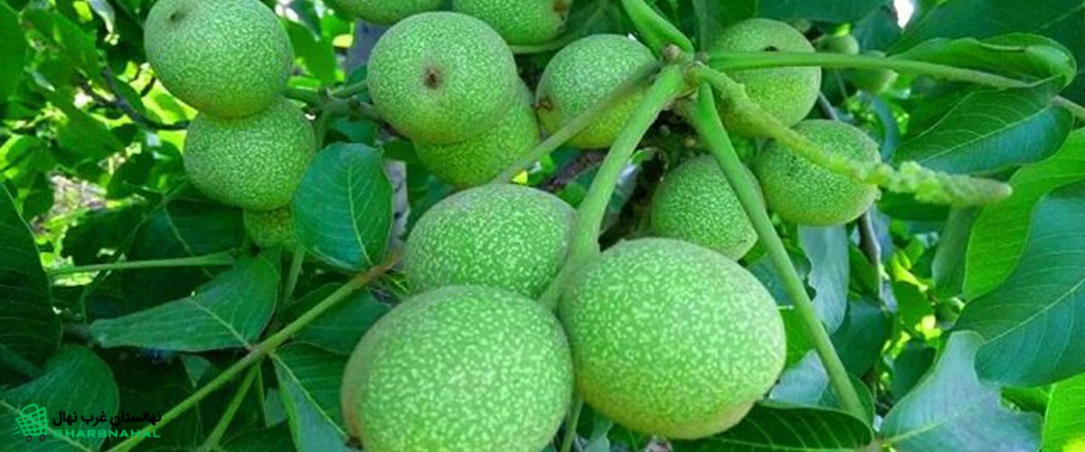 اگر دنبال امنیت مالی هستید، نهال گردو راه‌حل دائمی است