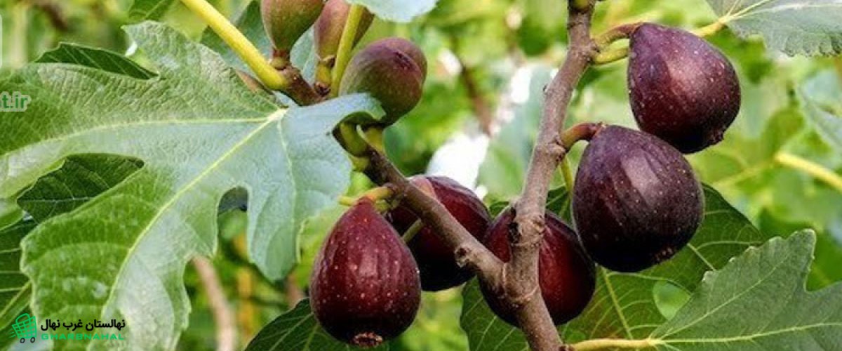 بهترین ارقام انجیر