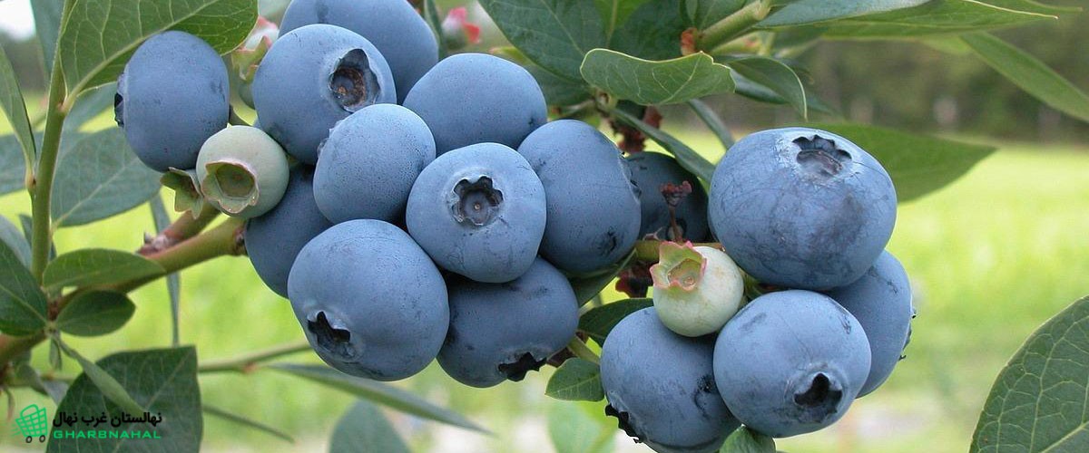 میزان باردهی نهال بلوبری ، عملکرد آن در هکتار