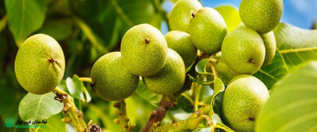 نهال گردوی مناسب ، درآمدی که هر سال بیشتر می‌شود