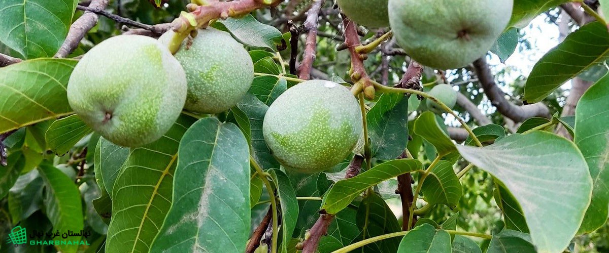 نحوه ی کاشت نهال گردو در پاییز