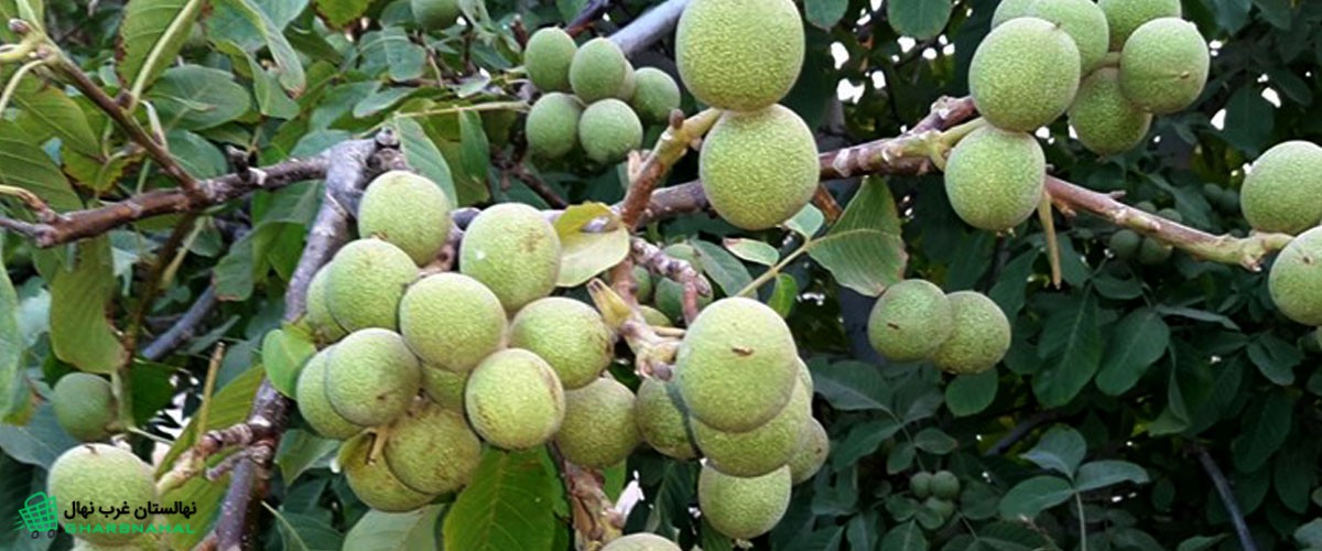 ۵ اشتباه رایج در خرید نهال گردو که می&zwnj;تواند کل باغ را نابود کند