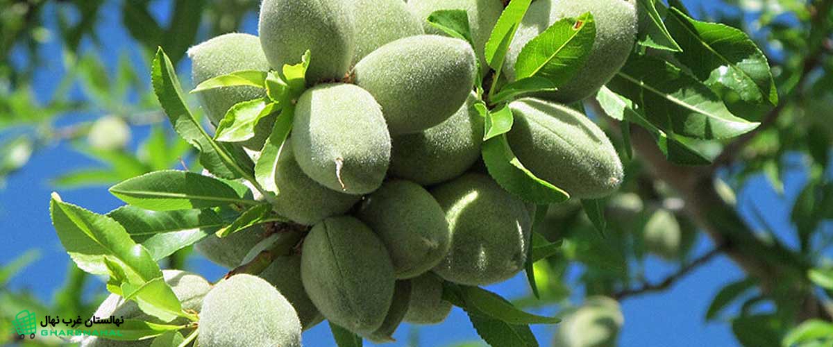 بهترین آب و هوا برای کاشت نهال بادام