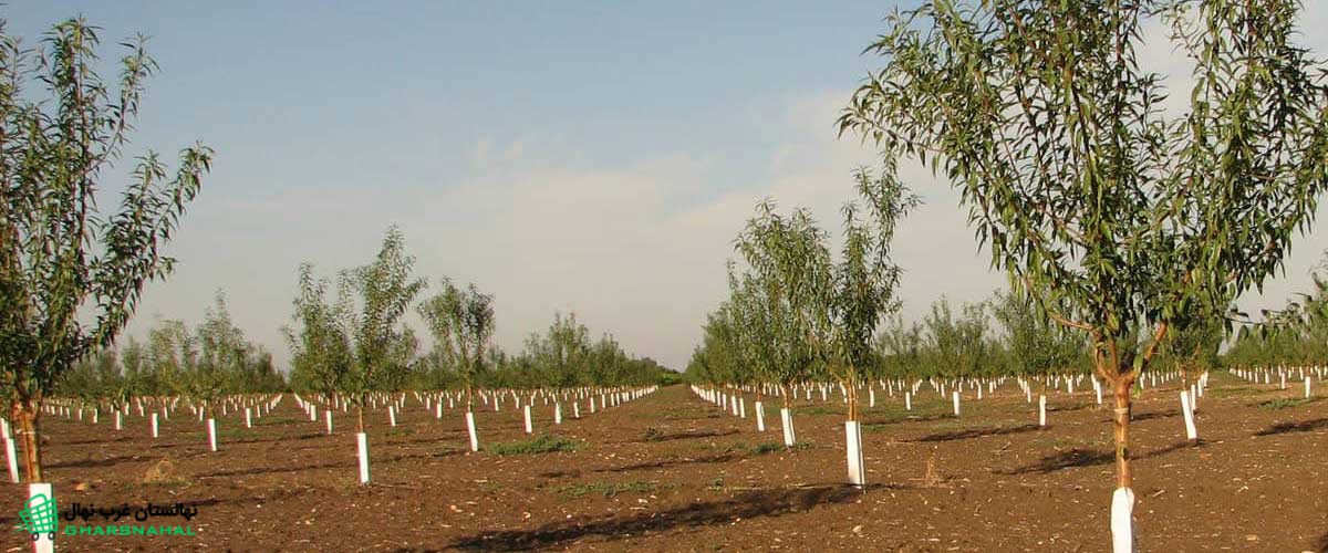 بهترین آب و هوا برای کاشت نهال بادام