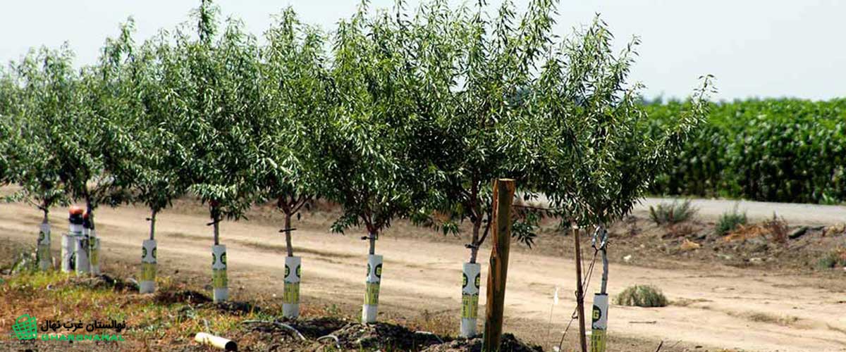 روش&zwnj;های کاشت نهال پسته در زمین&zwnj;های کم&zwnj;آب