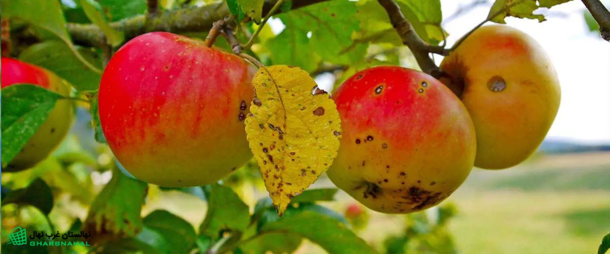 آفات و بیماری های درخت سیب