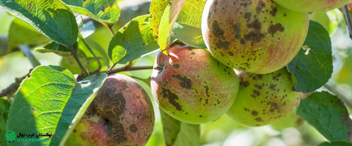 آفات و بیماری های درخت سیب