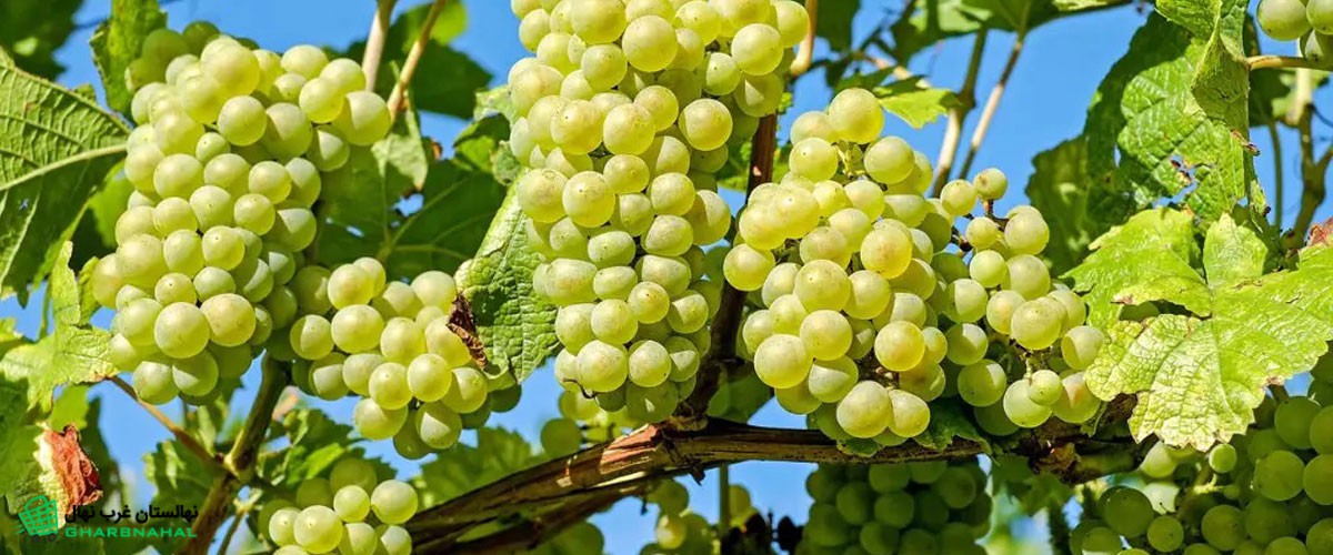 🌿 نقش اصلاح نژاد در افزایش عملکرد نهال انگور