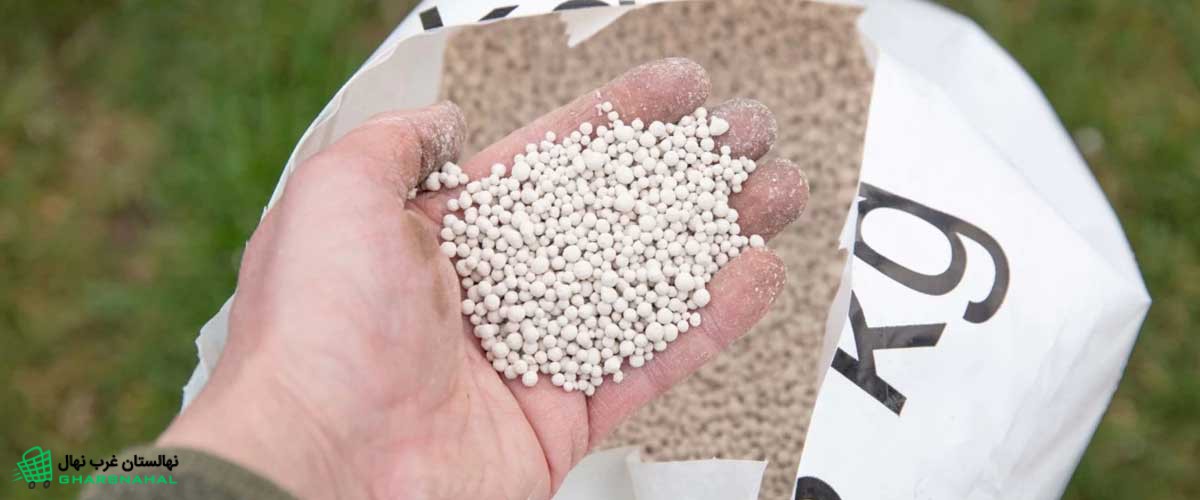 بهترین کود برای درخت گردو چیست؟