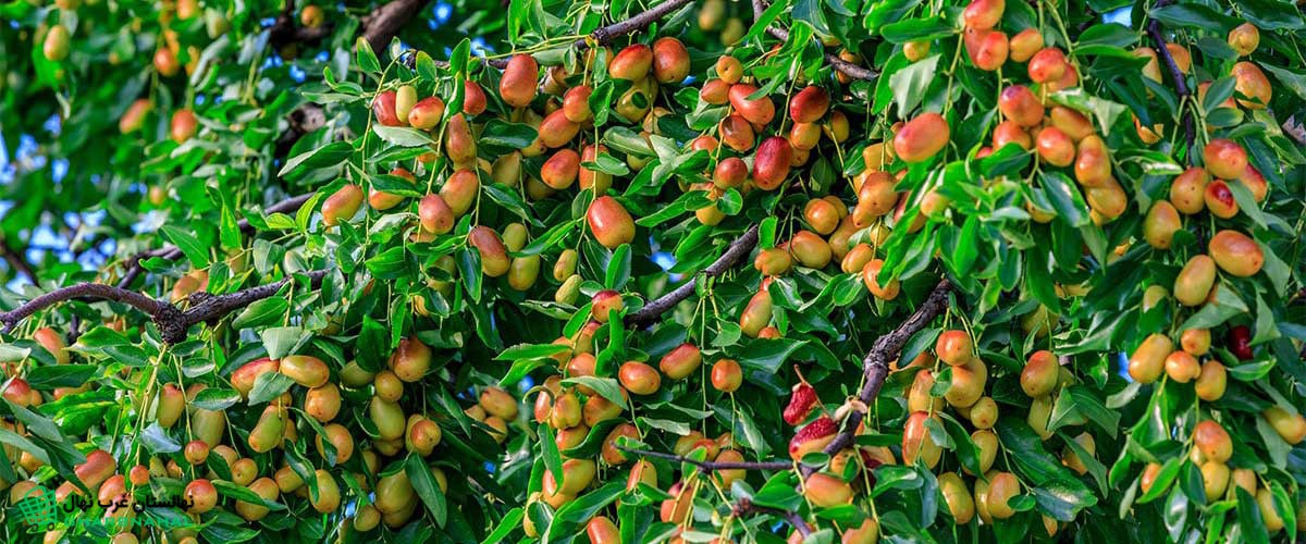 بهترین ارقام عناب