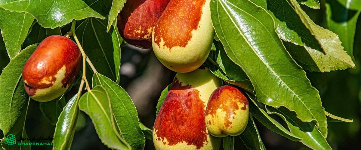 بهترین ارقام عناب