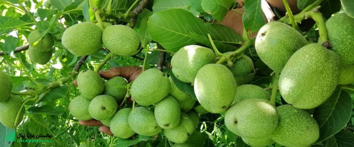 🌳چرا نهال (درخت) گردو محصولی کم‌ریسک محسوب می‌شود؟
