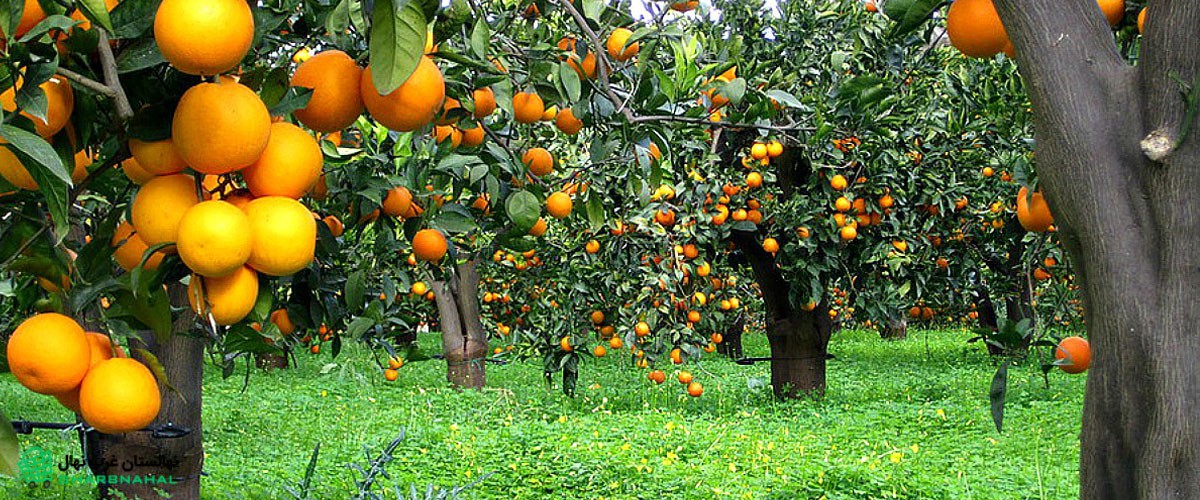 آبیاری درختان مرکبات
