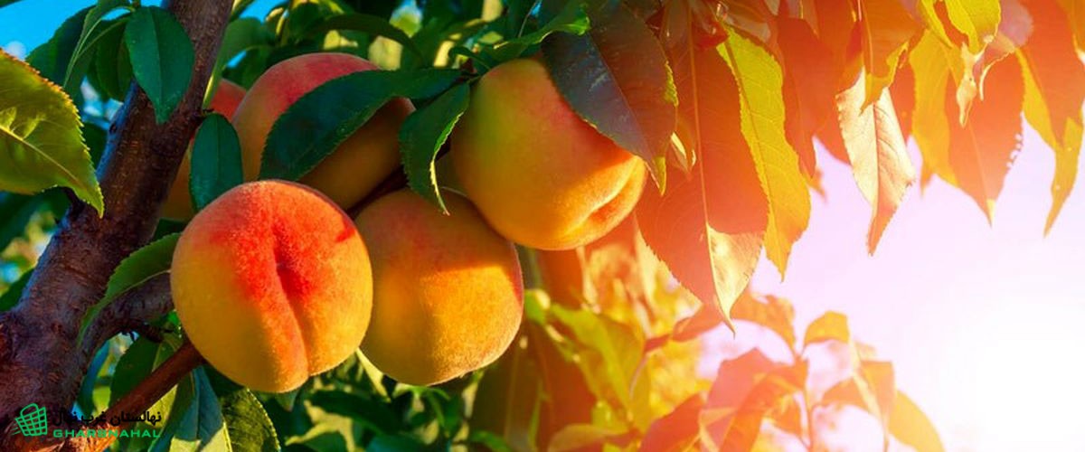 خرید نهال هلو در اهواز