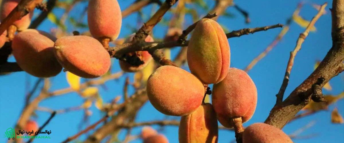 آبیاری درخت بادام