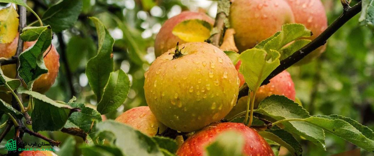 پیوند درخت گردو به سیب