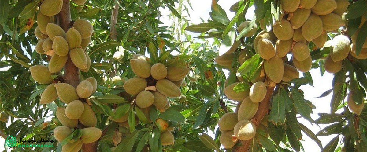 بزرگترین تولید کننده نهال بادام مجوز دار و شناسه دار در ایران