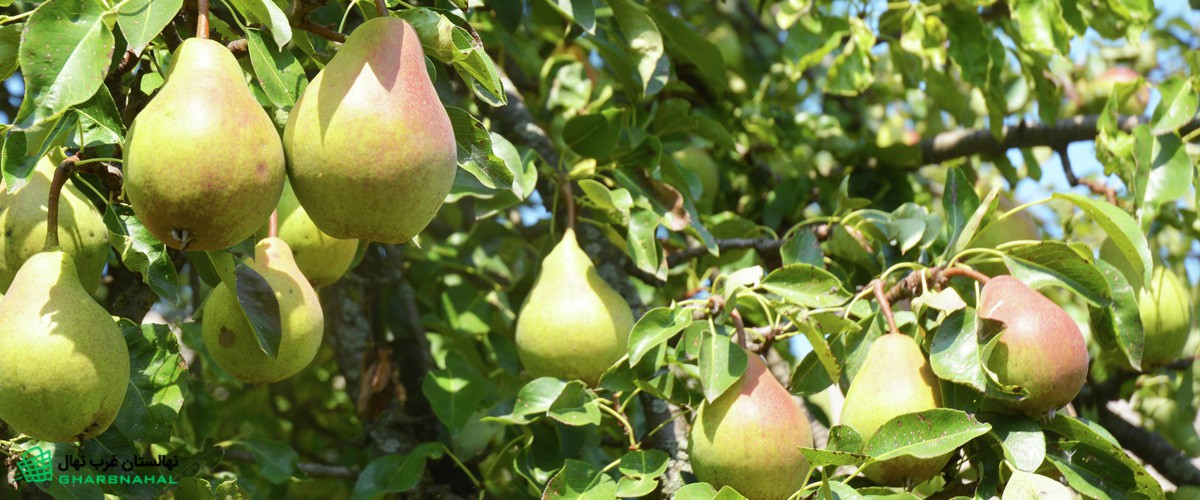 راز افزایش باردهی درخت گلابی