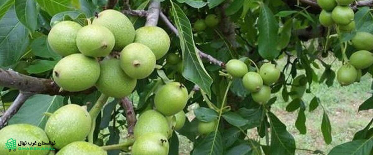 دشمن درخت گردو: (تاثیر نمک بر درخت گردو چیست؟)