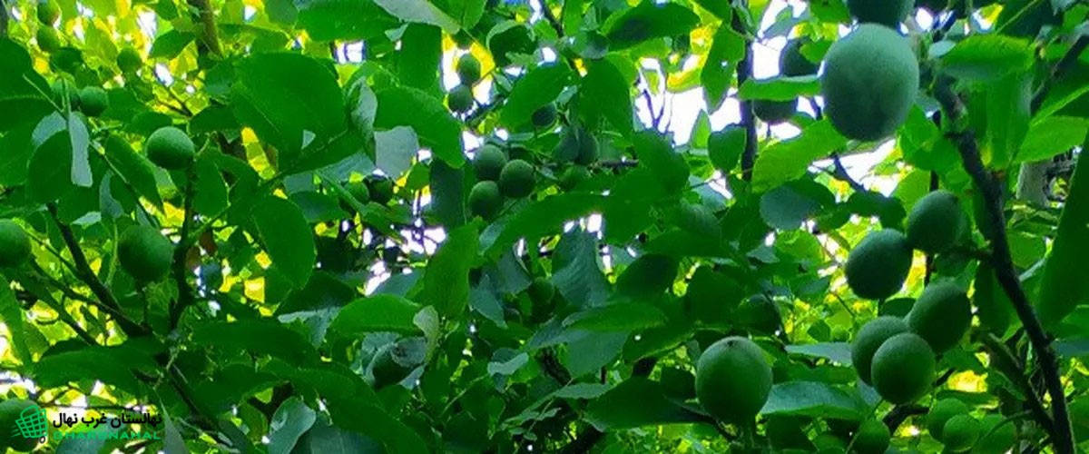 معرفی نهال گردو در مناطق معتدل