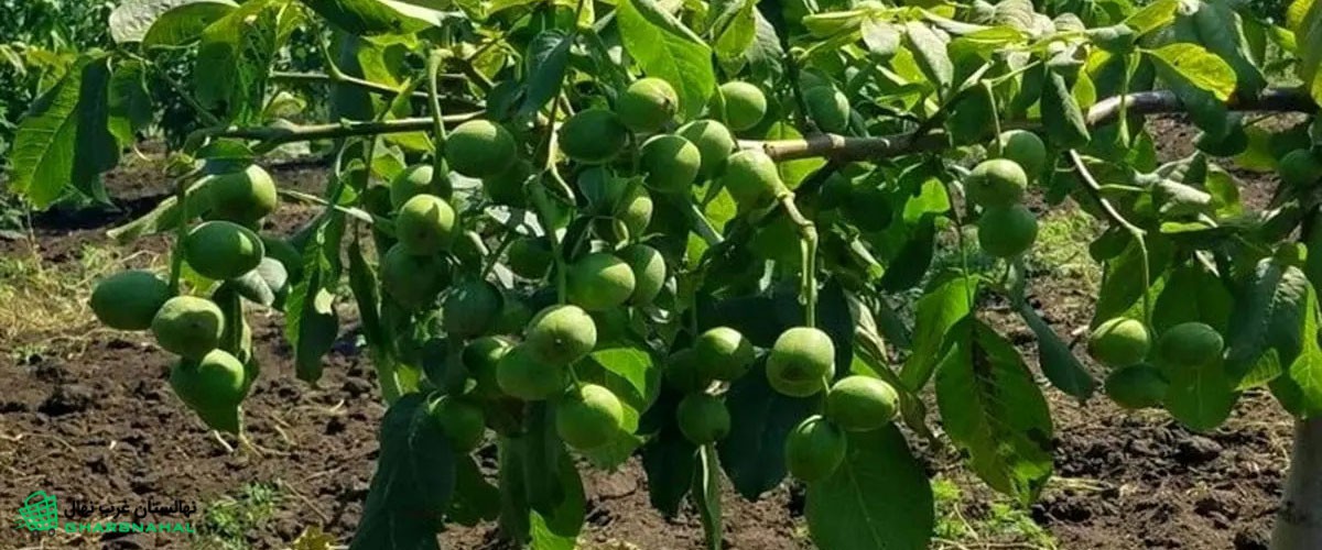 سیر تکامل درخت گردو از نهال تا درخت پرمحصول