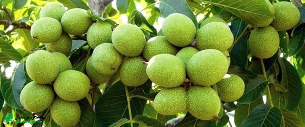 میدونستی با خرید و کاشت این نهال گردو در باغ و مزرعه ات آیندت رو تضمین می کنی؟